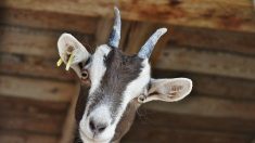 Haute-Saône : elle fait un appel aux dons de sapins de Noël pour nourrir ses chèvres, elle est submergée de réponses