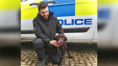 Un jeune chien énergique qui a échoué à deux tentatives de réhabilitation trouve sa voie au sein des forces de police