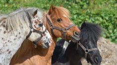 « J’en chiale encore » : un propriétaire de centre équestre en Côte-d’Or doit vendre ses poneys à cause de la crise