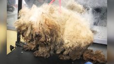 Des chiens négligés retrouvés avec la fourrure emmêlée et des dents pourries sont maintenant méconnaissables après avoir été secourus