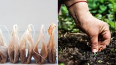 9 raisons étonnamment utiles de planter en terre des sachets de thé usagés plutôt que de les jeter