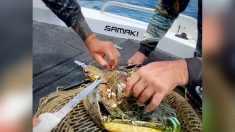 VIDÉO : Des pêcheurs australiens trouvent un bébé tortue de mer empêtré dans un filet de pêche et le libèrent