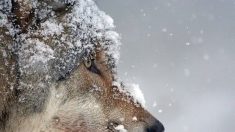 [Vidéo] Il filme une meute de loups se frayant un chemin dans la neige en Savoie
