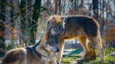 Pyrénées-Orientales : deux loups échappés d’un parc animalier courent toujours