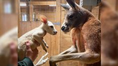 Un bébé kangourou blanc ultra rare né au zoo de New York, peut-être le tout premier aux États-Unis