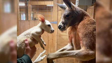 Un bébé kangourou blanc ultra rare né au zoo de New York, peut-être le tout premier aux États-Unis