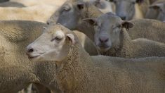 Un camion percute un troupeau de brebis en Haute-Corse, tuant une trentaine de bêtes