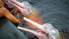 Les « emblématiques » dauphins roses de l’Amazone existent bien, mais ils sont rares ; voici comment vous pouvez les trouver
