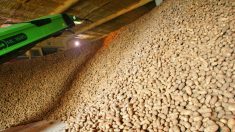 Hauts-de-France : des stocks de pommes de terre s’accumulent, les producteurs préoccupés
