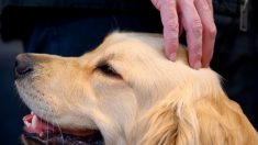 Nevers : un chien d’assistance judiciaire pour diminuer le stress et libérer la parole des victimes