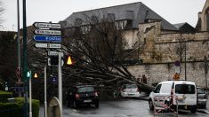 Caen : 46 arbres vont être abattus place de la République pour implanter une zone commerciale et un cinéma