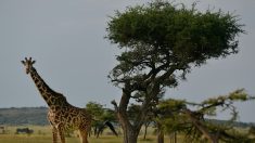 Cadeau de la Saint-Valentin : une chasseuse de trophées pose avec le cœur d’une girafe qu’elle vient de tuer