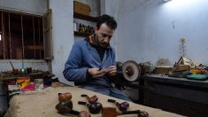 La bruyère de Tabarka, trésor du seul artisan pipier en Tunisie