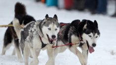 Normandie : le musher Flavien Delêtre profite de la neige pour faire une sortie avec ses chiens de traîneaux