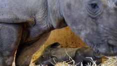 Loire-Atlantique : un bébé rhinocéros blanc nouveau-né au zoo de la Boissière-du-Doré, une naissance exceptionnelle
