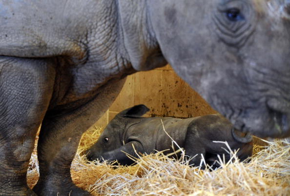 Image d'illustration : une maman  rhinocéros blanc avec son bébé nouveau-né (ALAIN JOCARD/AFP via Getty Images)
