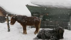 Haute-Savoie : à Avoriaz le cheval remplace les remontées mécaniques
