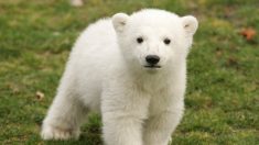 Zoo de Mulhouse : première sortie de Kara, l’oursonne polaire née en novembre