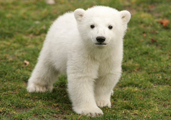 Knut, bébé ours polaire, au zoo de Berlin en mars 2007.  (Photo :  Sean Gallup/Getty Images)