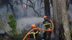 À Poitiers, le doyen des arbres remarquables a été incendié, la mairie porte plainte