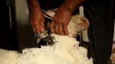 Vidéo- Australie : un mouton vagabond délesté de son pelage de 35 kg