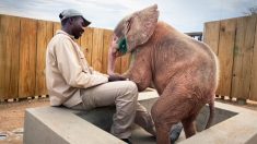 Sauvé d’une mort certaine, cet éléphanteau albinos retrouvé pris dans un piège a collet est maintenant totalement rétabli