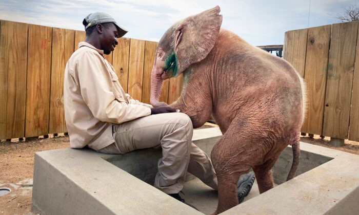 (Avec l’aimable autorisation de HERD - Hoedspruit Elephant Rehabilitation and Development)