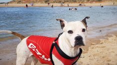 Un chien portant un gilet de sauvetage se précipite pour sauver un garçon en train de se noyer dans un fleuve en Australie et le met en sécurité