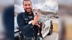 Un policier du New Jersey sauve un chiot pitbull sans-abri blessé et l’adopte le même jour