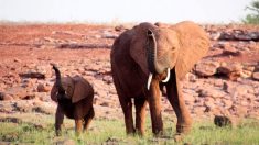 Une équipe sauve une maman éléphant qui marche avec un piège de chasseur sur la patte