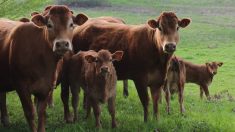 Dordogne : un éleveur perd 10 animaux, foudroyés pendant les orages