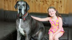 Le plus grand chien du monde, le dogue allemand Freddy, meurt à l’âge de 8 ans : « Il manque à tout le monde »