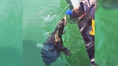 Une amitié de 10 ans entre un pêcheur et un phoque aveugle qui vient le voir tous les jours : vidéo
