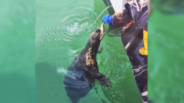Une amitié de 10 ans entre un pêcheur et un phoque aveugle qui vient le voir tous les jours : vidéo
