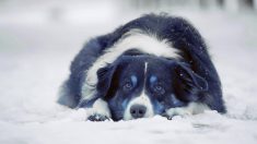 Russie : des chiens bleus découverts près d’une usine de produits chimiques