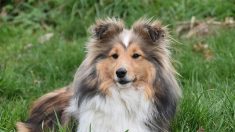 Haute-Savoie : appel à l’aide pour retrouver Laser, le chien d’une randonneuse décédée tragiquement