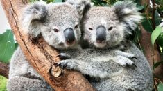 Ces koalas se câlinant dans un parc australien sont vraiment adorables