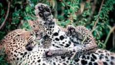 Un photographe capture une maman léopard visiblement agacée de supporter son petit qui la taquine en jouant