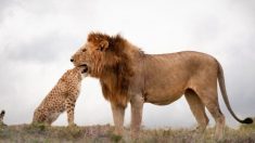 Un photographe capture le moment où un lion semble avoir la tête entière d’un guépard dans sa gueule