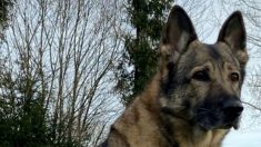 Vosges : un trentenaire fugue d’un centre spécialisé, une chienne le retrouve