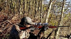 Enclos de chasse : « une pratique choquante » déclare Barbara Pompili, qui se dit prête à légiférer