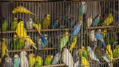 Paris : le Conseil de Paris a entériné la fermeture du marché aux oiseaux sur l’île de la Cité