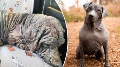 Une chienne presque sans vie, sans fourrure et anéantie se transforme après son sauvetage : photos
