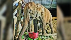 Un éléphant blessé et brisé, « au seuil de la mort », sauvé des griffes de l’industrie forestière