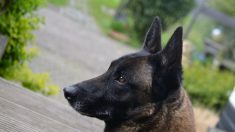 Loir-et-Cher : leur chienne Hina est retrouvée trois ans jour pour jour après sa disparition