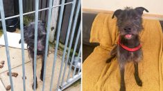 Un chien affamé est trouvé en train de mâcher sa propre queue après avoir été enfermé dans un chenil humide pendant 3 semaines