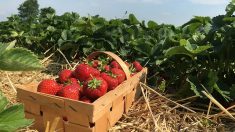 Lot-et-Garonne : le secteur agricole recrute et propose même des CDI