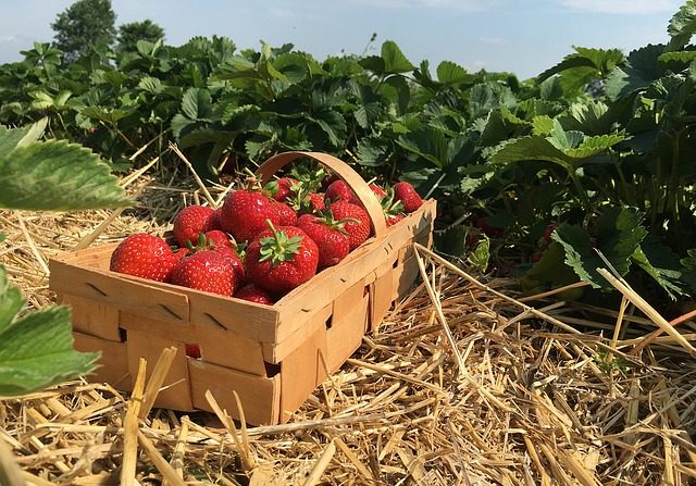 Image d'illustration : 50 CDI sont disponibles pour travailler dans la serre d'un producteur de fraises du Lot-et-Garonne. (SAMUEL ARANDA/AFP via Getty Images)