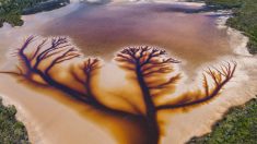 Un photographe capture un arbre de vie dans un lac dont l’eau se retire