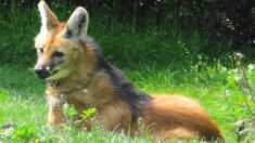 Naissance de 2 loups à crinière, une espèce en déclin au zoo de Lunaret à Montpellier